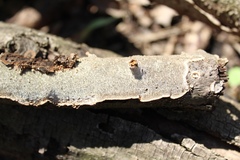 Fuscocerrena portoricensis image