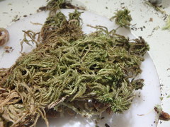 Sphagnum majus