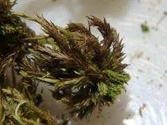 Sphagnum majus
