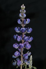 Lupinus argenteus argenteus