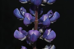 Lupinus argenteus argenteus