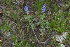 Lupinus argenteus argenteus