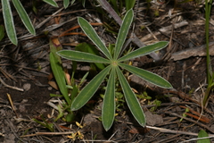 Lupinus argenteus argenteus
