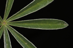 Lupinus argenteus argenteus