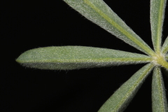 Lupinus argenteus argenteus