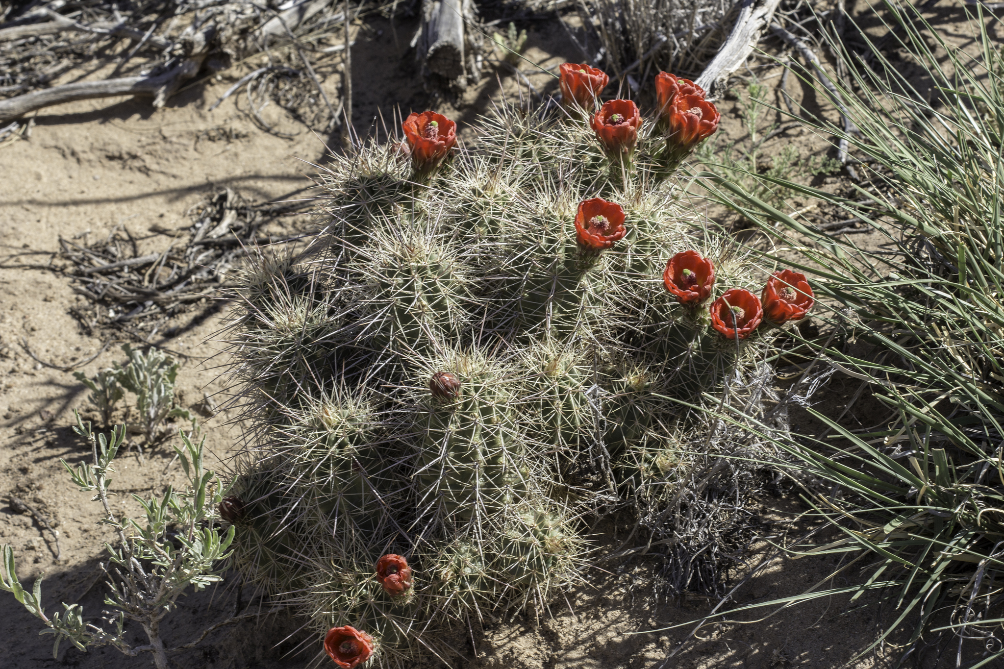 Echinocereus coccineus ssp. coccineus