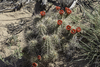 Scarlet Hedgehog Cactus - Photo no rights reserved, uploaded by Craig Martin