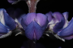 Lupinus argenteus argenteus