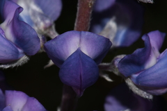 Lupinus argenteus argenteus