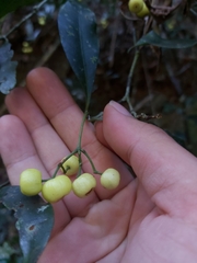 Psychotria dallachiana