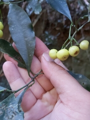 Psychotria dallachiana