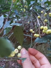 Psychotria dallachiana