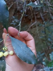 Psychotria dallachiana