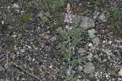 Lupinus sericeus sericeus