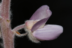 Lupinus sericeus sericeus