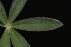 Lupinus sericeus sericeus