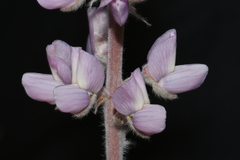 Lupinus sericeus sericeus