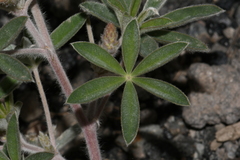 Lupinus sericeus sericeus