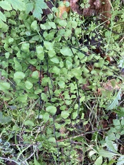Adiantum jordanii image