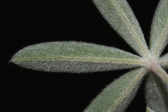Lupinus sericeus sericeus