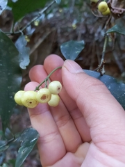 Psychotria dallachiana