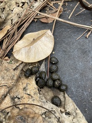 Sylvilagus palustris