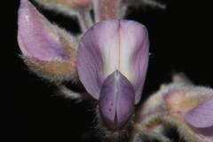 Lupinus sericeus sericeus