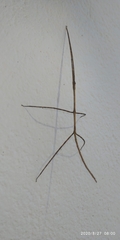 Cladoxerini