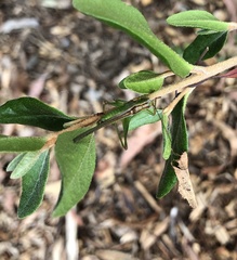 Conocephalomima barameda