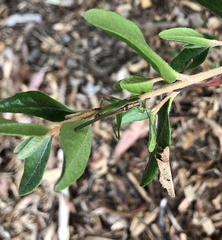 Conocephalomima barameda