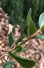 Conocephalomima barameda