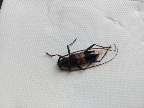 Common Eucalyptus Longhorn photo 5
