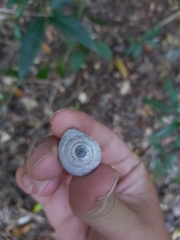 Rhynchotrochus macgillivrayi