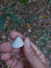 Rhynchotrochus macgillivrayi