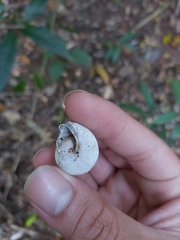 Rhynchotrochus macgillivrayi