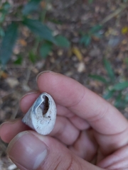 Rhynchotrochus macgillivrayi