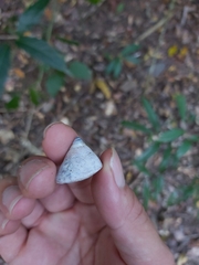 Rhynchotrochus macgillivrayi