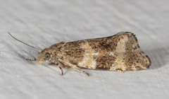 Olethreutes metallicana