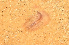 Phrikoceros