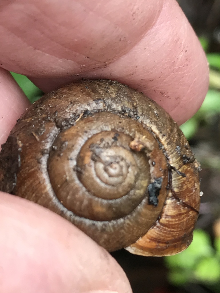 Nicklin's Shoulderband Snail from Teague Hill Open Space Preserve ...