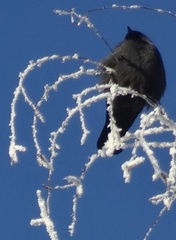 Corvus monedula
