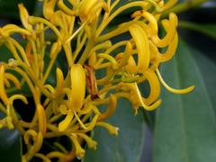 Vochysia tucanorum