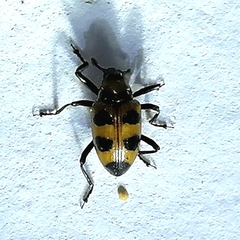 Tyloderma nigromaculatum