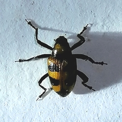 Tyloderma nigromaculatum