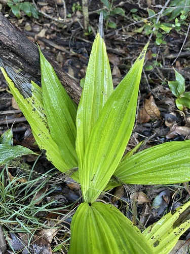 Calanthe tankervilleae