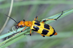 Pyrota punctata