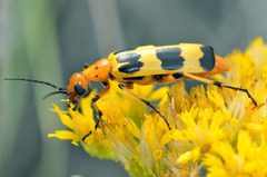 Pyrota punctata