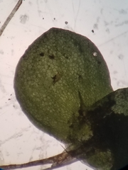 Lemna aequinoctialis