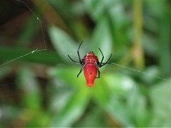 Leucauge licina