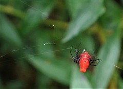 Leucauge licina